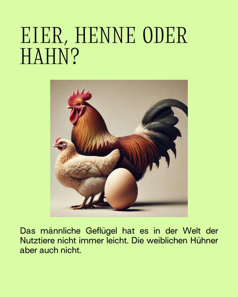 Hahn oder Henne?